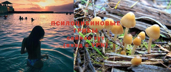 ПСИЛОЦИБИНОВЫЕ ГРИБЫ Козловка